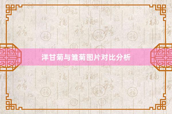 洋甘菊与雏菊图片对比分析