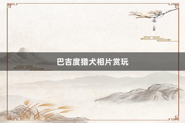 巴吉度猎犬相片赏玩